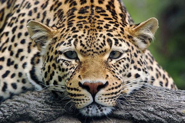 Jones, Adam 아티스트의 Leopard resting facing forward-captive animal작품입니다.